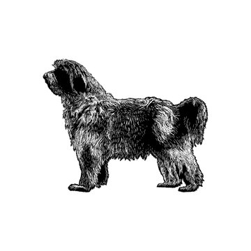 Schapendoes hand drawing vector isolated on background.