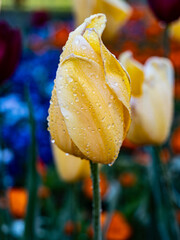 yellow tulip with water drops