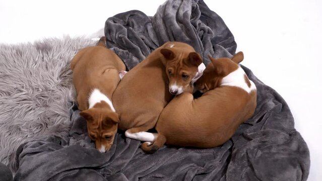 three cute little basenji puppy go to sleep on blanket slow motion