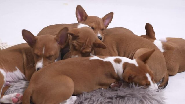 close up on basenji puppy group lay sleep together sweet sibling slow motion