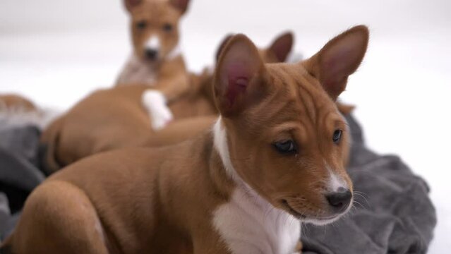 cute little basenji puppy lay down on blanket and look at camera