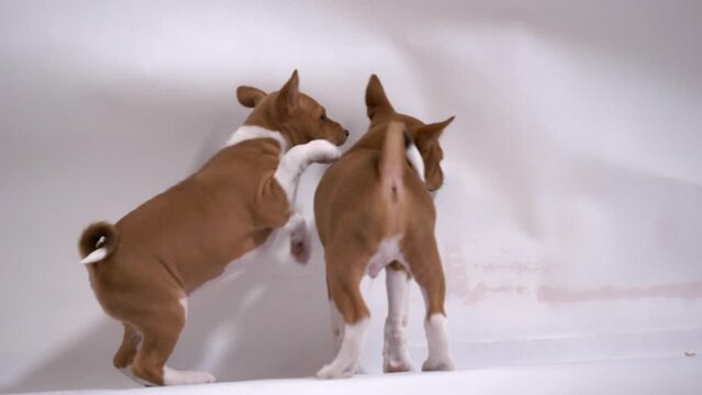 two joyful basenji puppy play and destroy studio in slow motion full shot