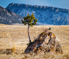 small pine tree growing out of a rock in the beartooth mountains
