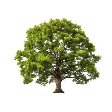 images of trees with Various tree species