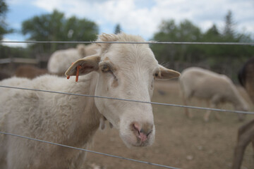 sheep in the farm