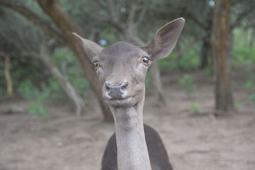 happy deer in the woods