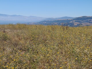 Star Thistle blooms in the East Bay Hills of Northern California