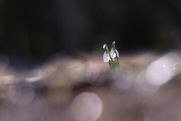 春を告げるスノードロップ