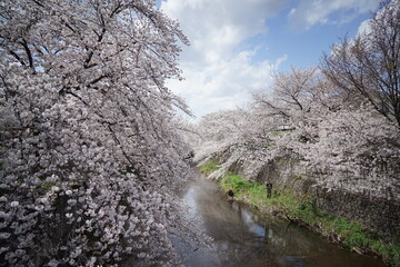 Fototapeta na wymiar 満開の桜と恩田川と青空1