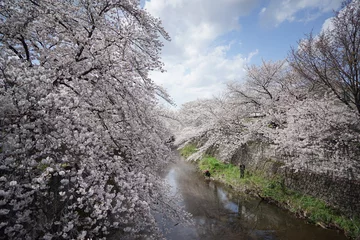 Deurstickers 満開の桜と恩田川と青空1 © Garden3