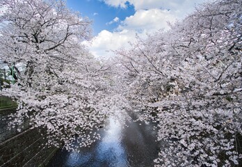 弁天橋から眺める桜と恩田川1