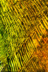 Cellular patterns in moss leaves, made with a polarizing microscope.