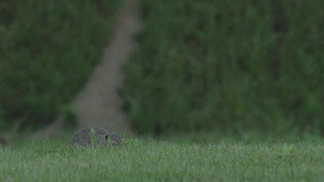 Ground squirrel Spermophilus pygmaeus,in the tall grass, in its natural habitat