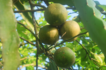Some fresh green oranges grow on a tree