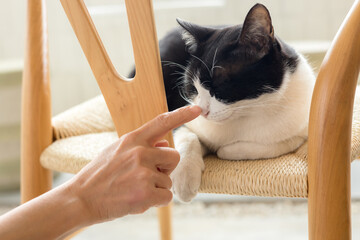 Naklejka na ściany i meble Cute cat lying on wooden chair, concept of pets