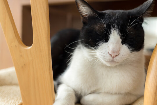 Cute cat lying on wooden chair, concept of pets