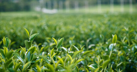 Green tea tree fresh leaves in eco herbal farm. Tree tea plantations in morning sun light. Freshness herbal natural garden farmland. Drinking organic relax heath plant. Green tea tree in farm - obrazy, fototapety, plakaty