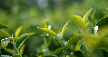 Green tea tree leaves field Fresh young tender bud herbal in farm on summer morning. Sunlight Green tea tree plant camellia sinensis in organic farm. Close up Tree tea plant green nature in morning