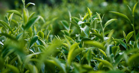 Green tea tree fresh leaves in eco herbal farm. Tree tea plantations in morning sun light. Freshness herbal natural garden farmland. Drinking organic relax heath plant. Green tea tree in farm
