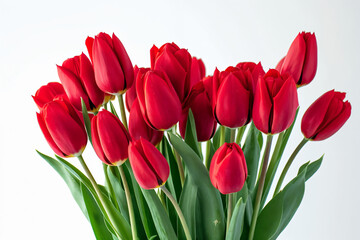 Fototapeta premium Bouquets of Red Tulips on a White Background, Isolated. Capturing the Beauty of Spring Flowers.