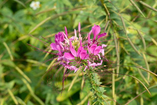 Spider Floser or Pak-Chian flowers bloomed on top of the branches in the flower garden. Flower pink color for nature background. 