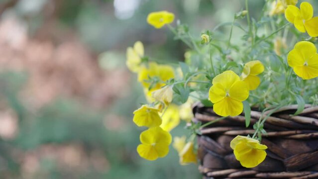 Rack focus from a dead spruce tree to a Sunny Jim Viola plant with vibrant yellow flowers, on a summer afternoon