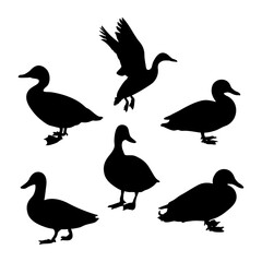 set of silhouettes of duck birds
