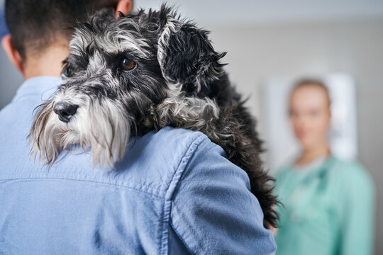 Trustful domestic dog with his owner at the vet