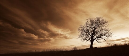 A trees silhouette stands out against a cloudy sky during sunset, creating a beautiful natural landscape contrast