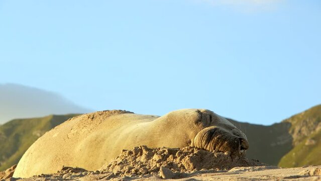 Southern Elephant seal finds comfortable position to nap on sandy beach, closeup