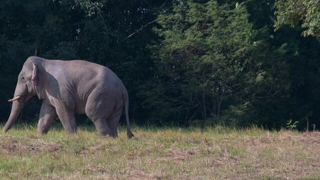 Moving towards the left outside of the forest with its pink thingy danging, Indian Elephant Elephas maximus indicus, Thailand