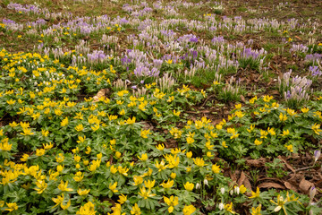 Early bloomers: The yellow flowers of the winter aconite (Eranthis hyemalis) and the elf crocus (Crocus tommasinianus) form cheerful splashes of color in the landscape from February