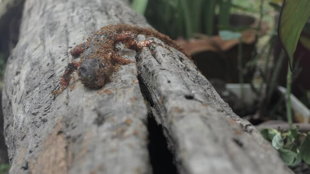 The chameleon is dead and the ants are eating it.