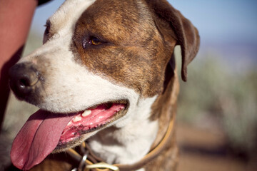 portrait of a dog