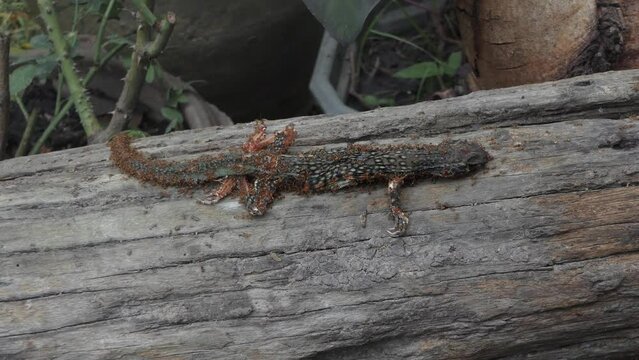 The chameleon is dead and the ants are eating it.