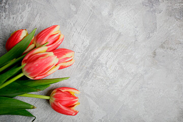 Hermosos tulipanes frescos sobre fondo de textura gris, con espacio