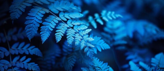 A closeup shot of an electric blue fern leaf, a terrestrial plant, contrasts beautifully against a dark background. The intricate pattern resembles marine biology, adding a pop of color to the scene