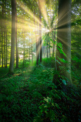 Sunny morning in the forest - 740475447