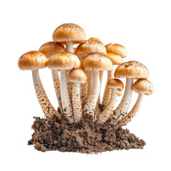 Cluster of Honey Fungus Mushrooms Isolated on transparent
