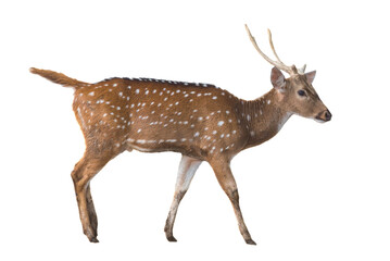 Spotted deer isolated on white background - 740480848