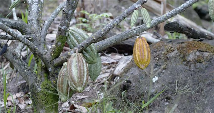 Many green and yellow Cacao Pods on Tree - Jaen, Cajamaca, Peru - 4k.
