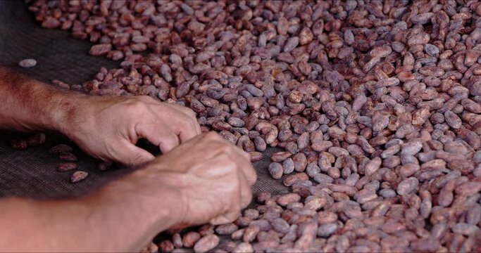 Cacao seeds being hand picked - Jaen, Cajamaca, Peru - 4k.