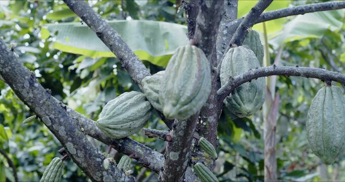 Green Cacao Pods on Tree - Jaen, Cajamaca, Peru - 4k.