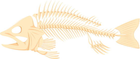 Cartoon fish bones, isolated vector skeleton, stripped of flesh. Delicate and intricate fish bones primarily composed of cartilage, feature a spine with attached ribs, a skull, tail and fin supports