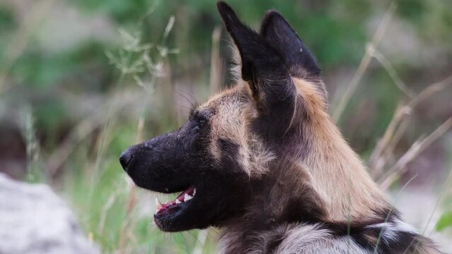 Closeup Of African Wild Dog Yawning. Cape Hunting Dog Head With Outsized Ears.