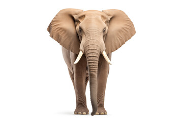 Fototapeta premium Majestic Full-Body Elephant Isolated on White