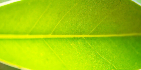 Natural plant green leaf in garden with bokeh background
