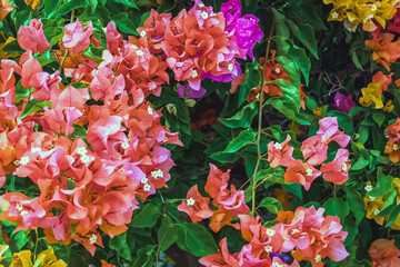 Colorful of Bougainvillea spectabilis (great bougainvillea) flowers. The beautiful multicolored of bougainvillea flowers planted in the garden. Nature background. Bougainvillea flower, Paper flower.