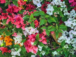 Colorful of Bougainvillea spectabilis (great bougainvillea) flowers. The beautiful multicolored of bougainvillea flowers planted in the garden. Nature background. Bougainvillea flower, Paper flower.