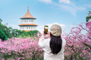 Young female tourist taking a photo of the beautiful cherry blossom at Wuji Tianyuan temple in...